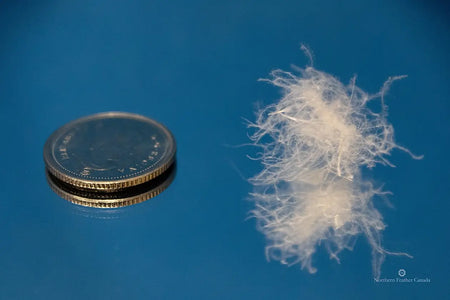 A single cluster of Siberian Country Down next to a Canadian Dime for size comparison