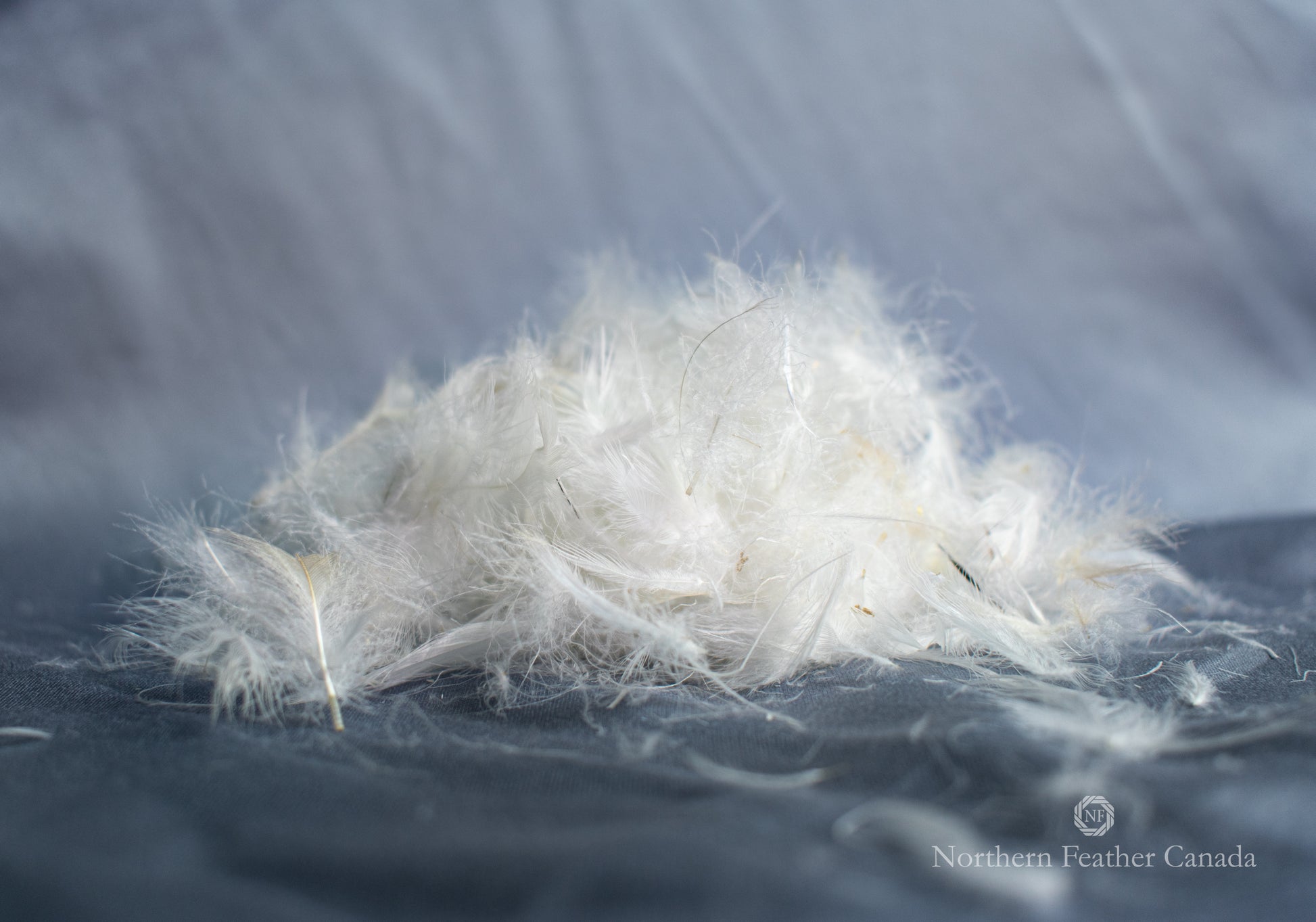 pile of 20% Down & 80% feathers