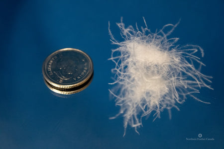 single cluster of White Goose Down comparing size against a Canadian dime