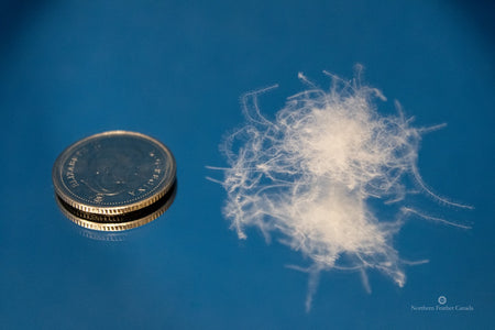 single cluster of Siberian Snow Goose Down compared in size to a Canadian Dime